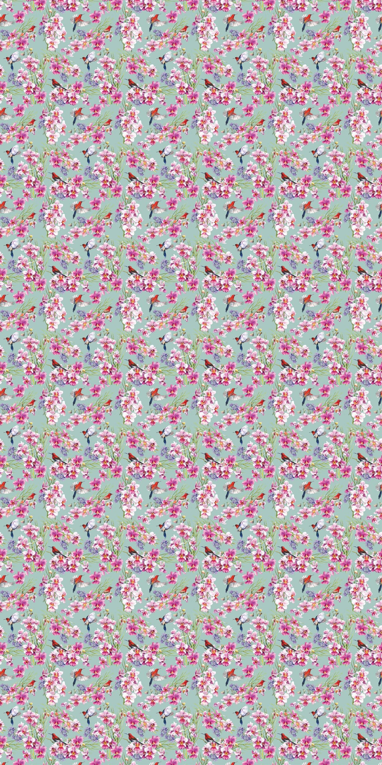 Vanda Miss Joaquim - Image 8