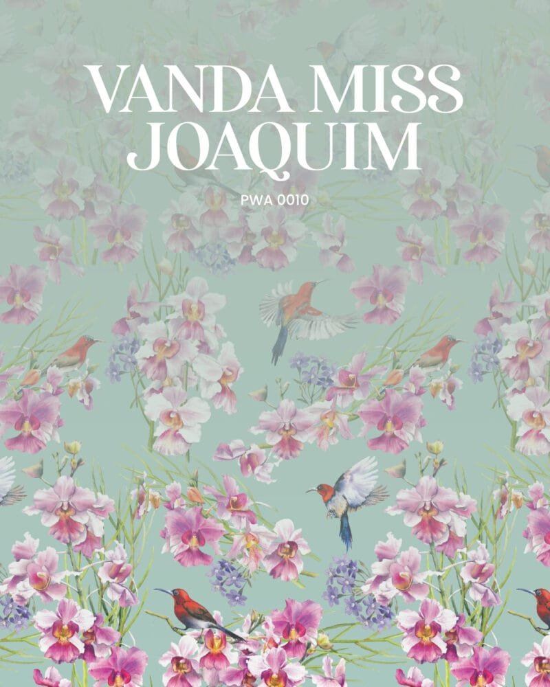 Vanda Miss Joaquim - Image 6